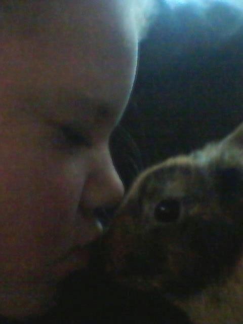 Kanin silke billede 1