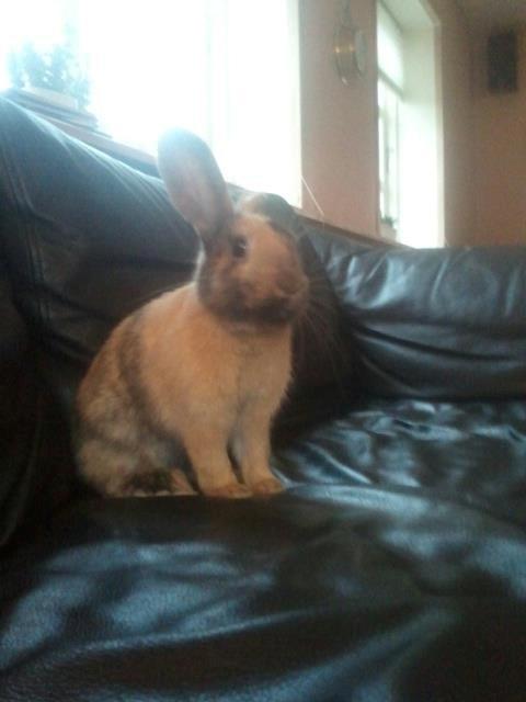 Kanin silke billede 3