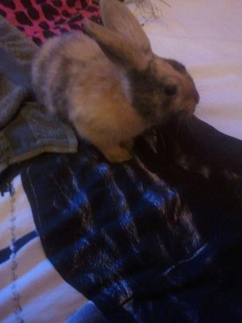 Kanin silke billede 4