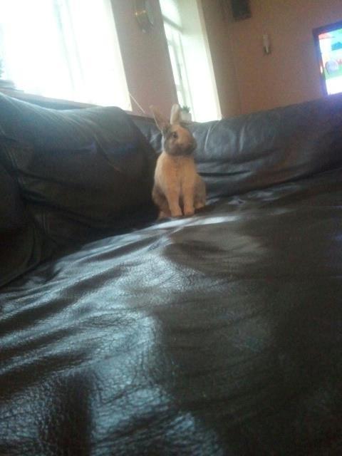 Kanin silke billede 5