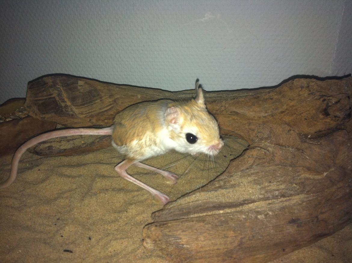 Hestespringer Snøvsen billede 1