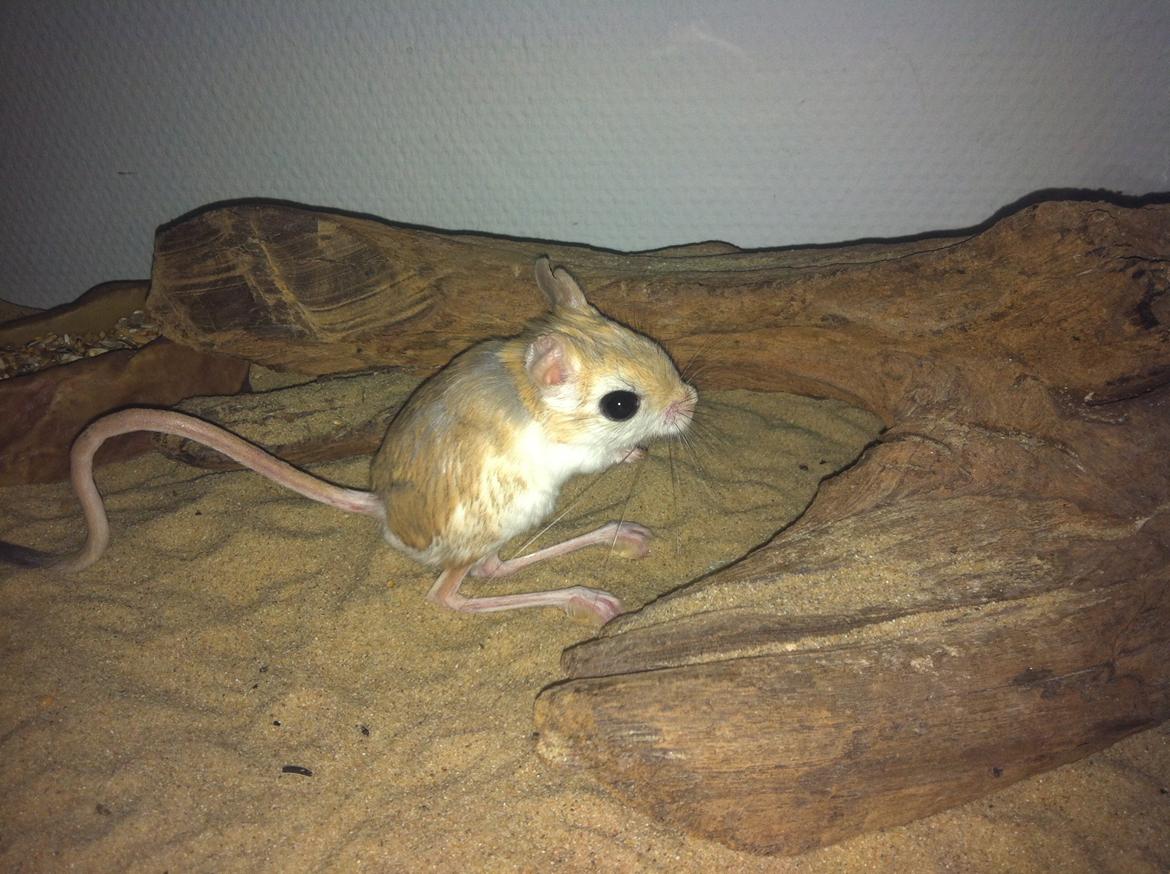 Hestespringer Snøvsen billede 2