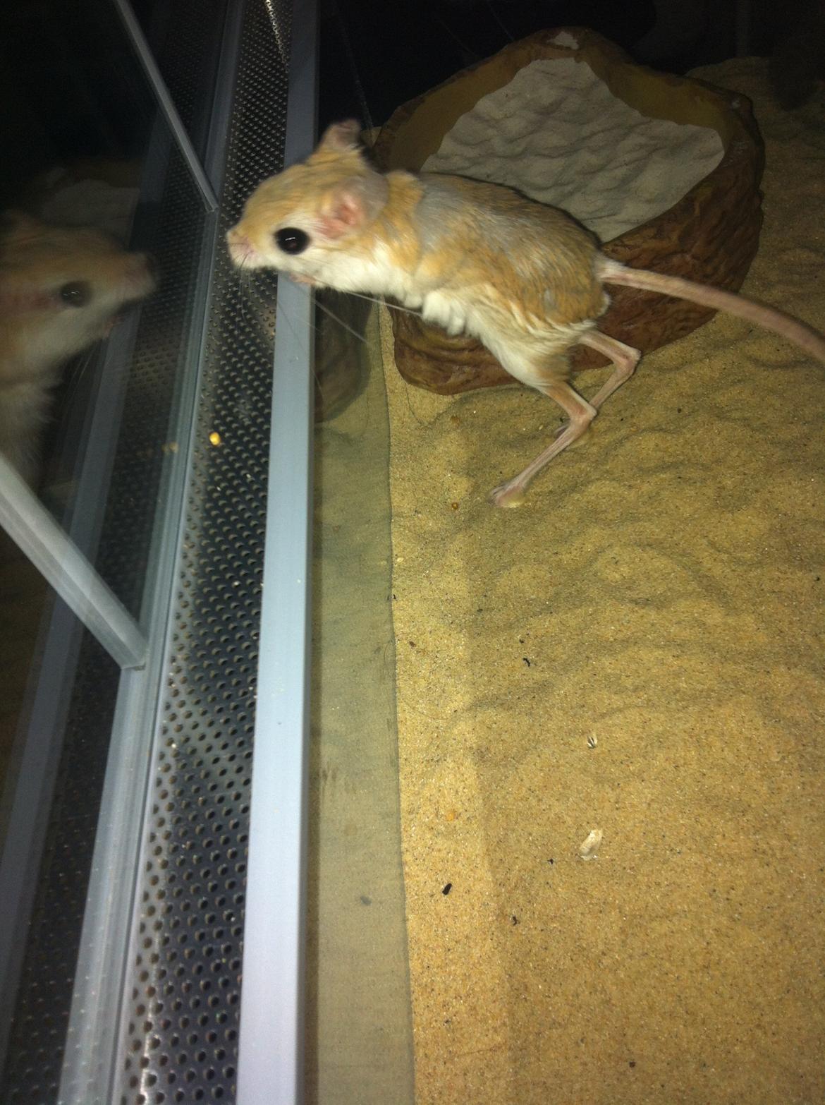 Hestespringer Snøvsen billede 3