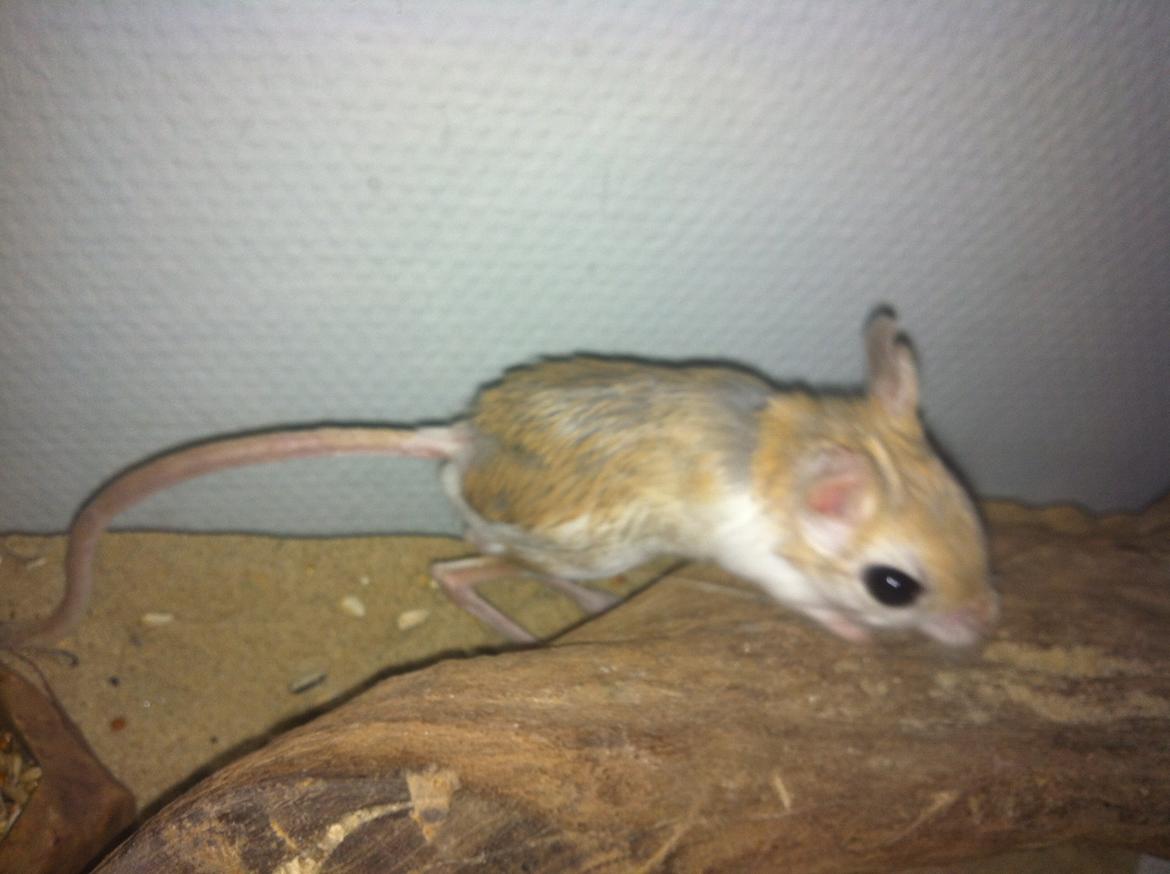 Hestespringer Snøvsen billede 4