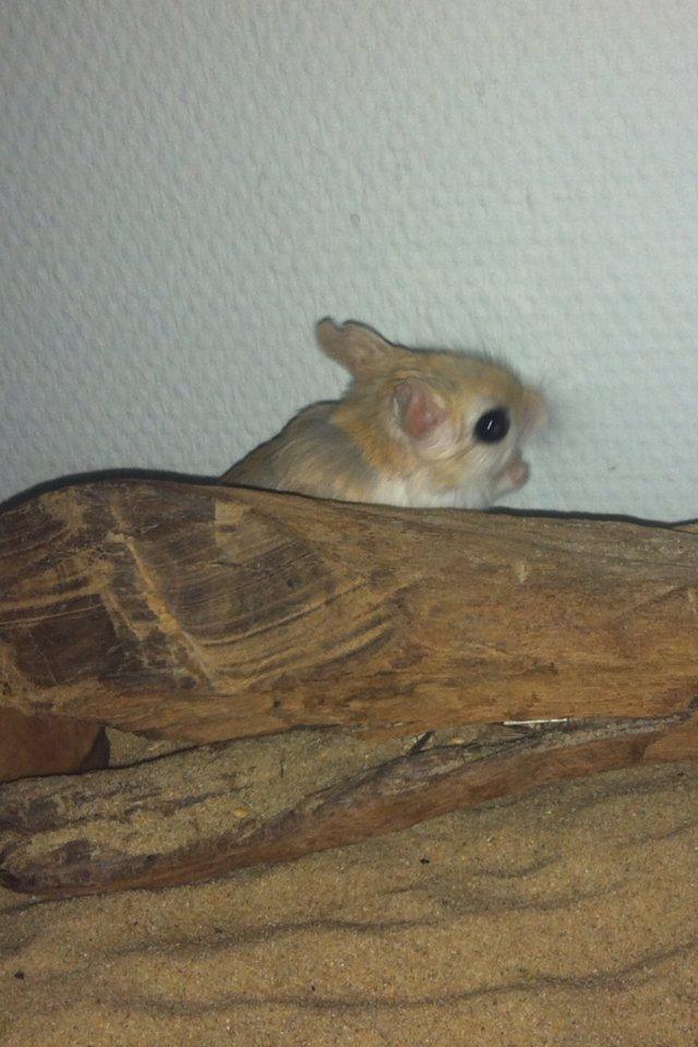 Hestespringer Snøvsen billede 5