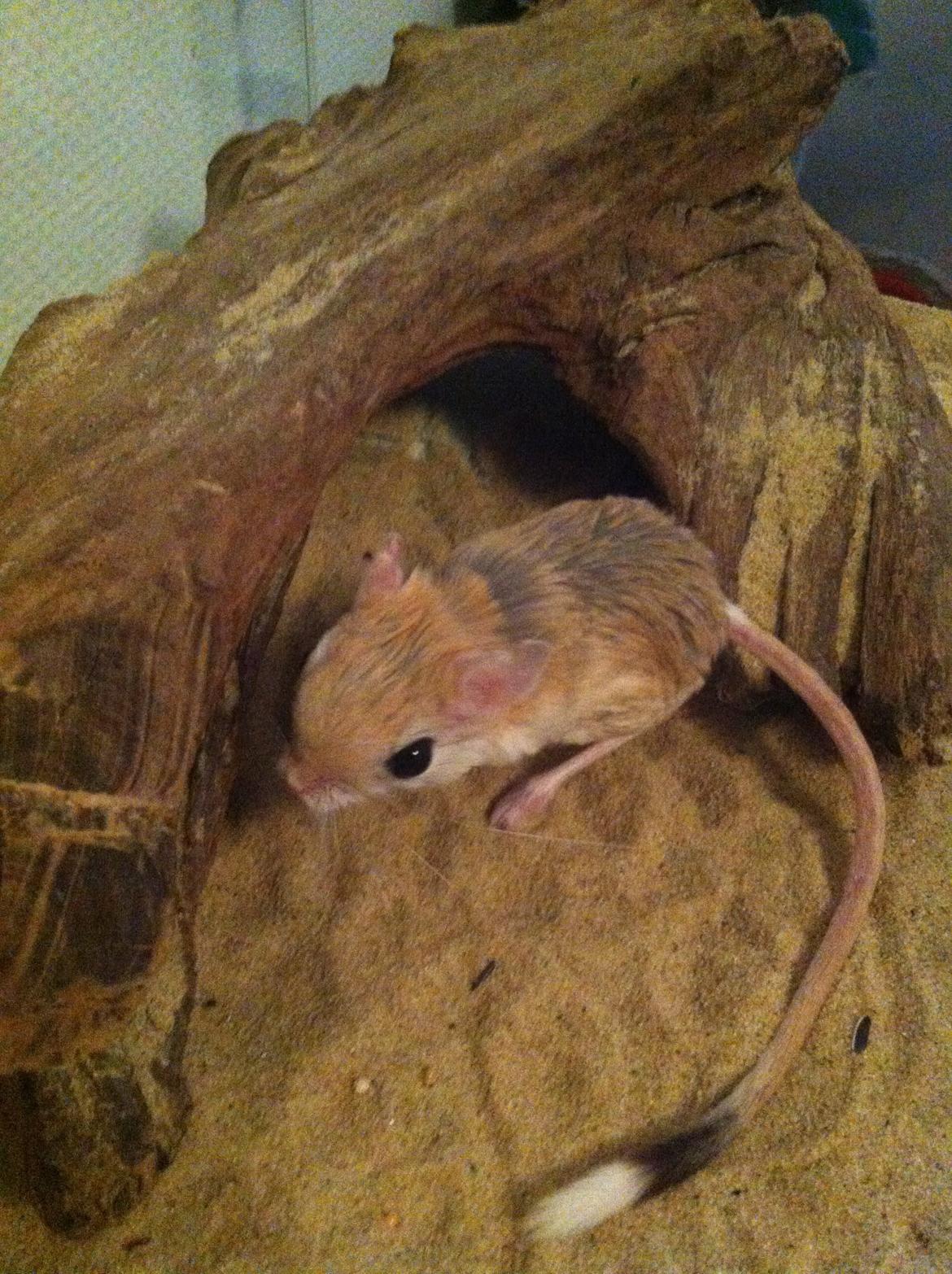 Hestespringer Snøvsen billede 6