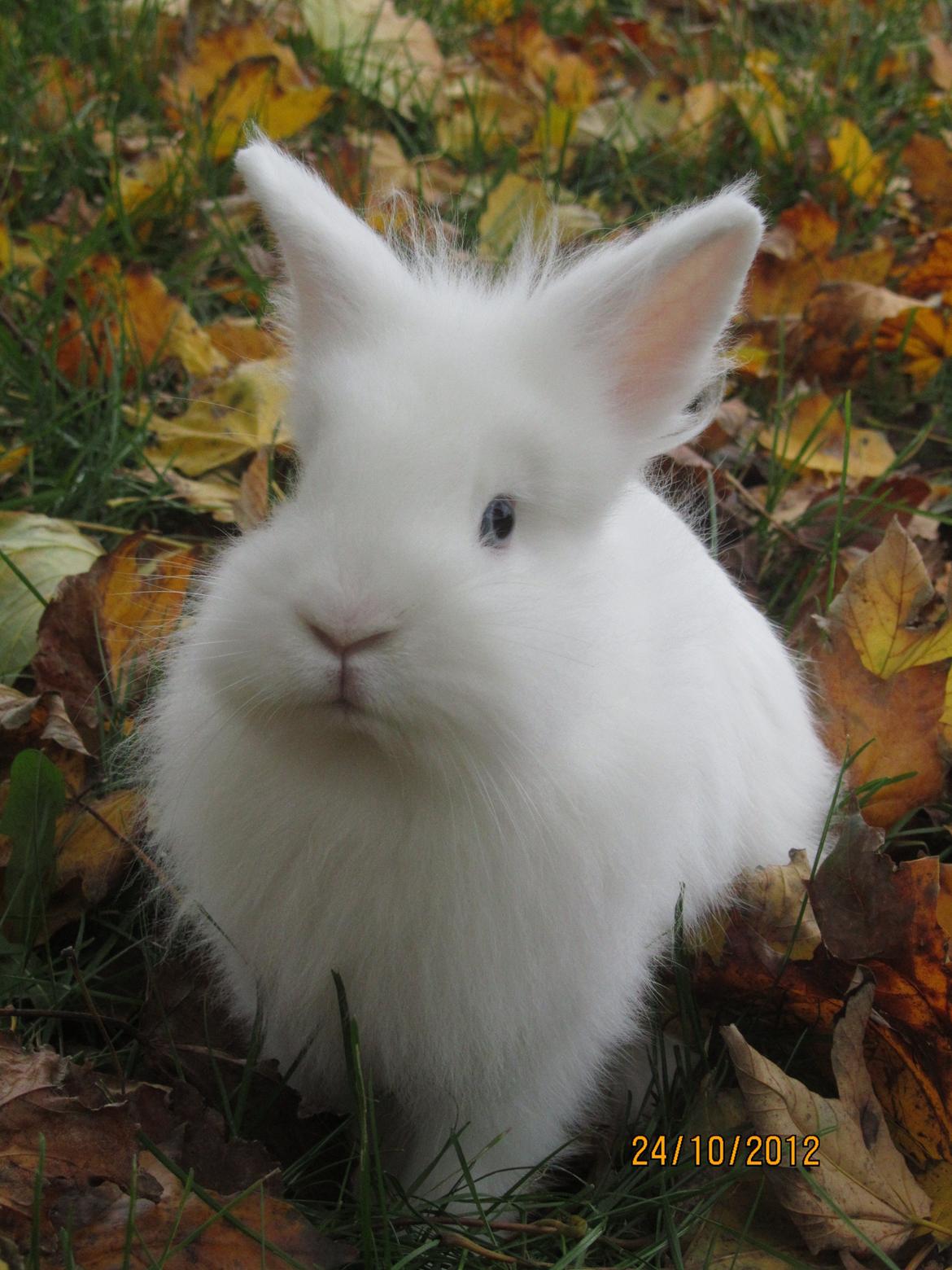 Kanin *Birkegades Snehvide* R.I.P <3 - # 2. min store flotte pige <3 24 okt 2012 billede 2