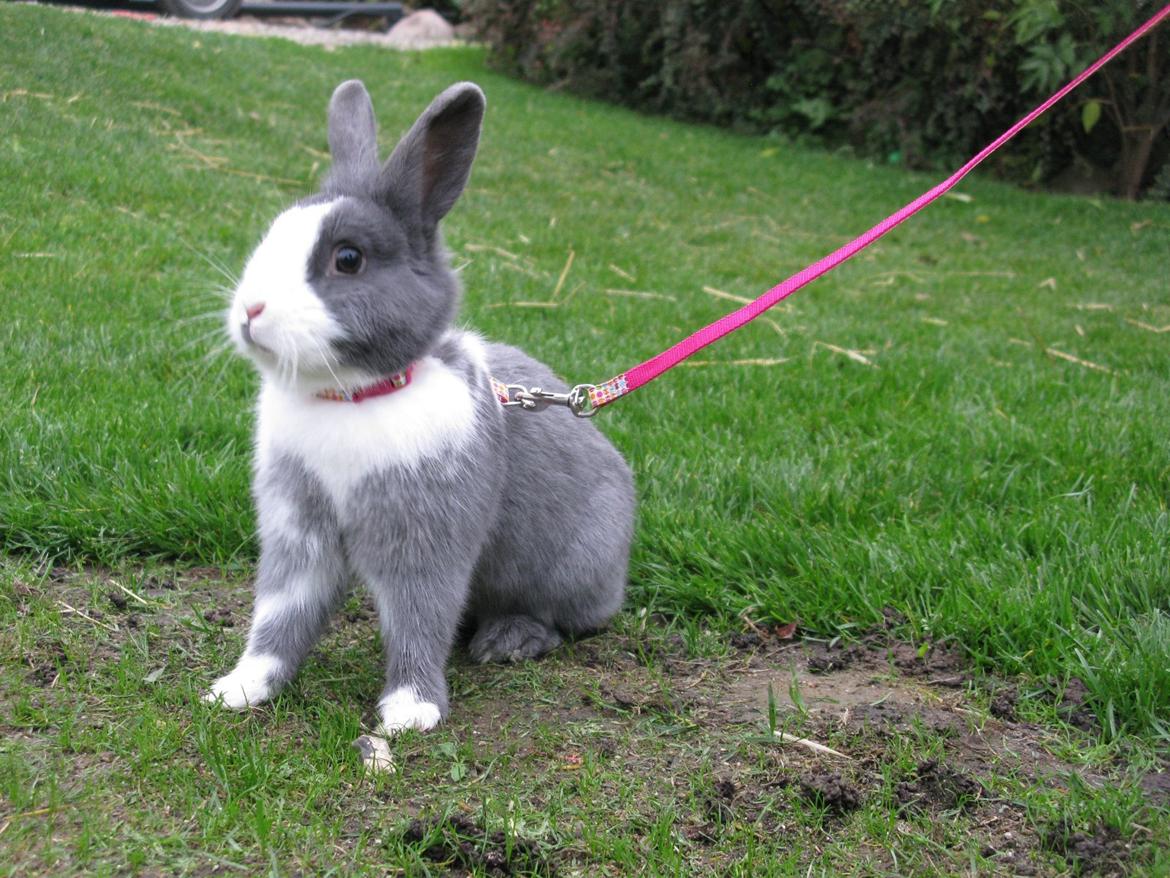 Kanin Pjuske billede 1