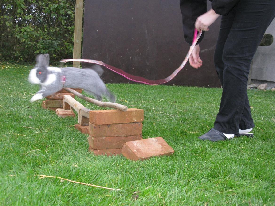 Kanin Pjuske billede 3