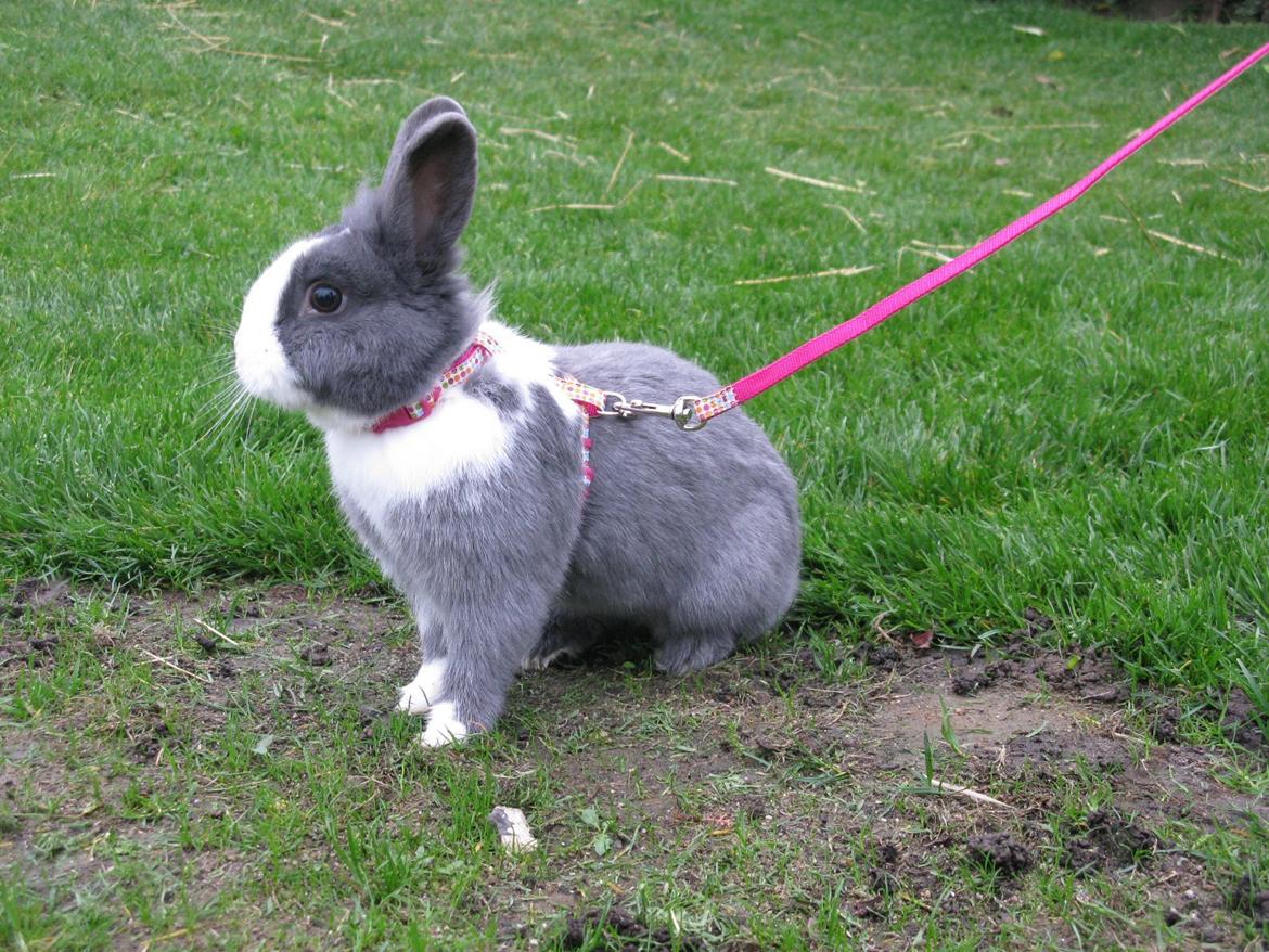 Kanin Pjuske billede 4