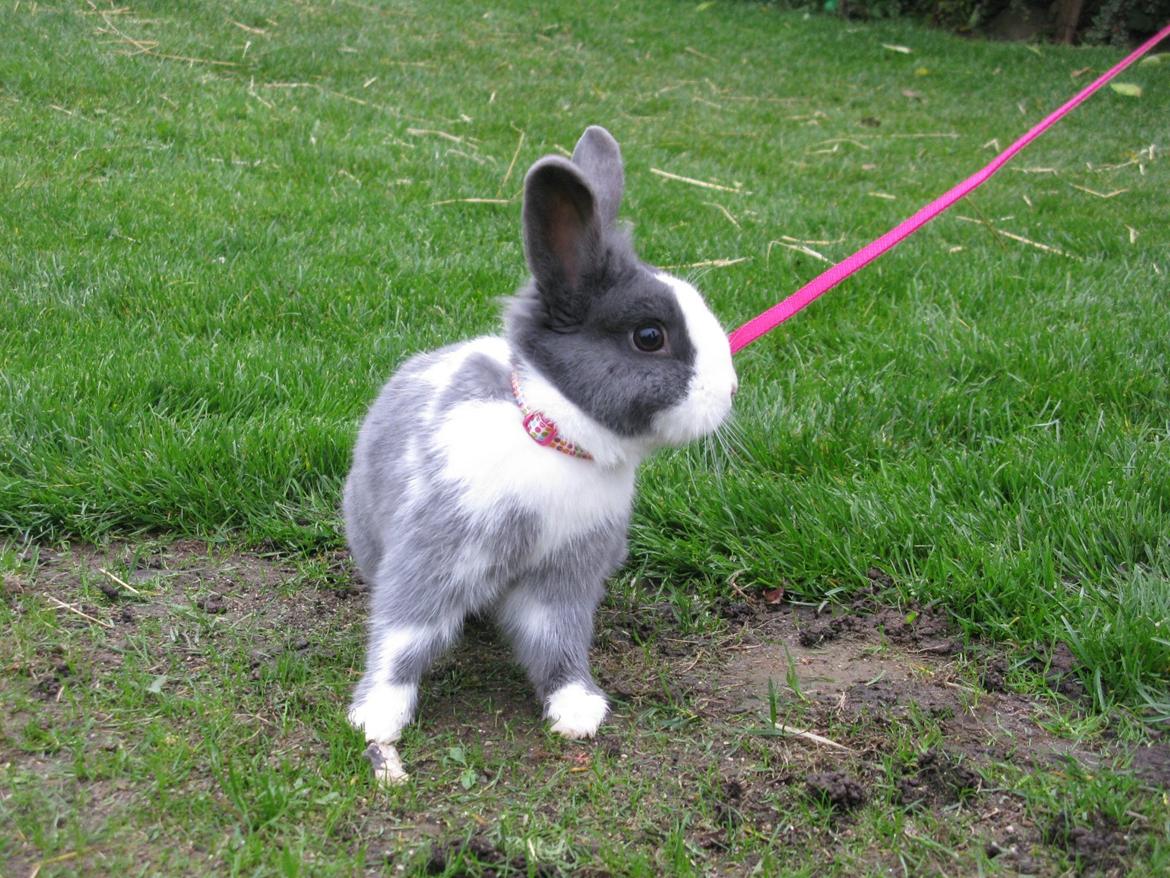 Kanin Pjuske billede 5