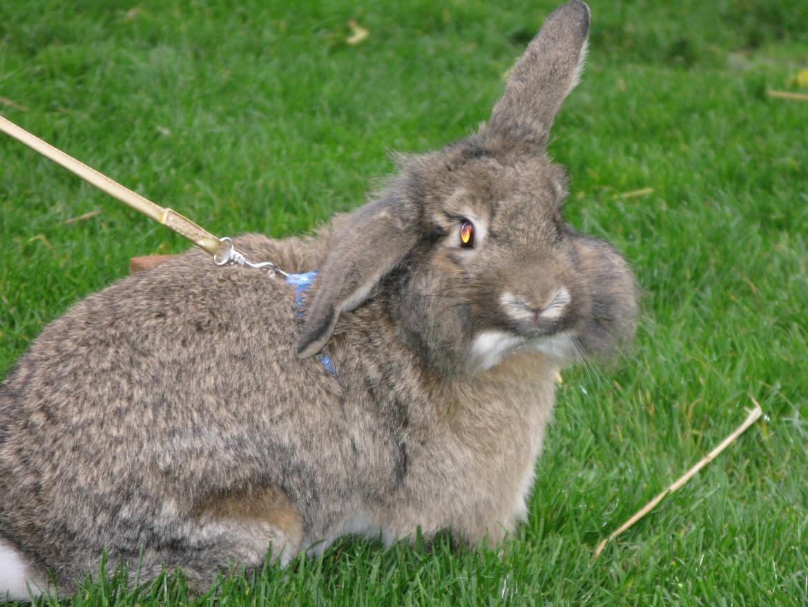 Kanin Avonako (Max) billede 1