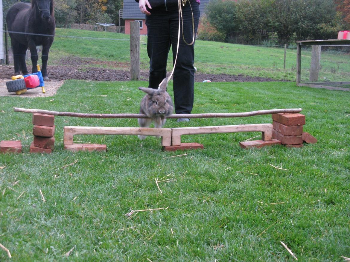 Kanin Avonako (Max) billede 2