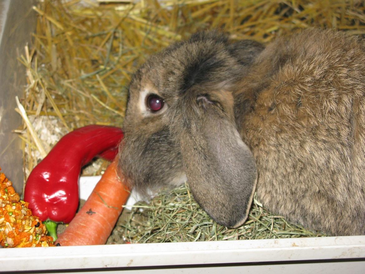 Kanin Avonako (Max) billede 3