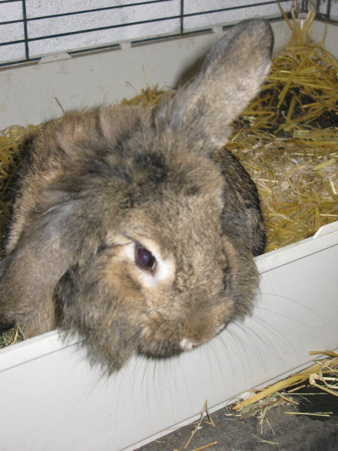 Kanin Avonako (Max) billede 4