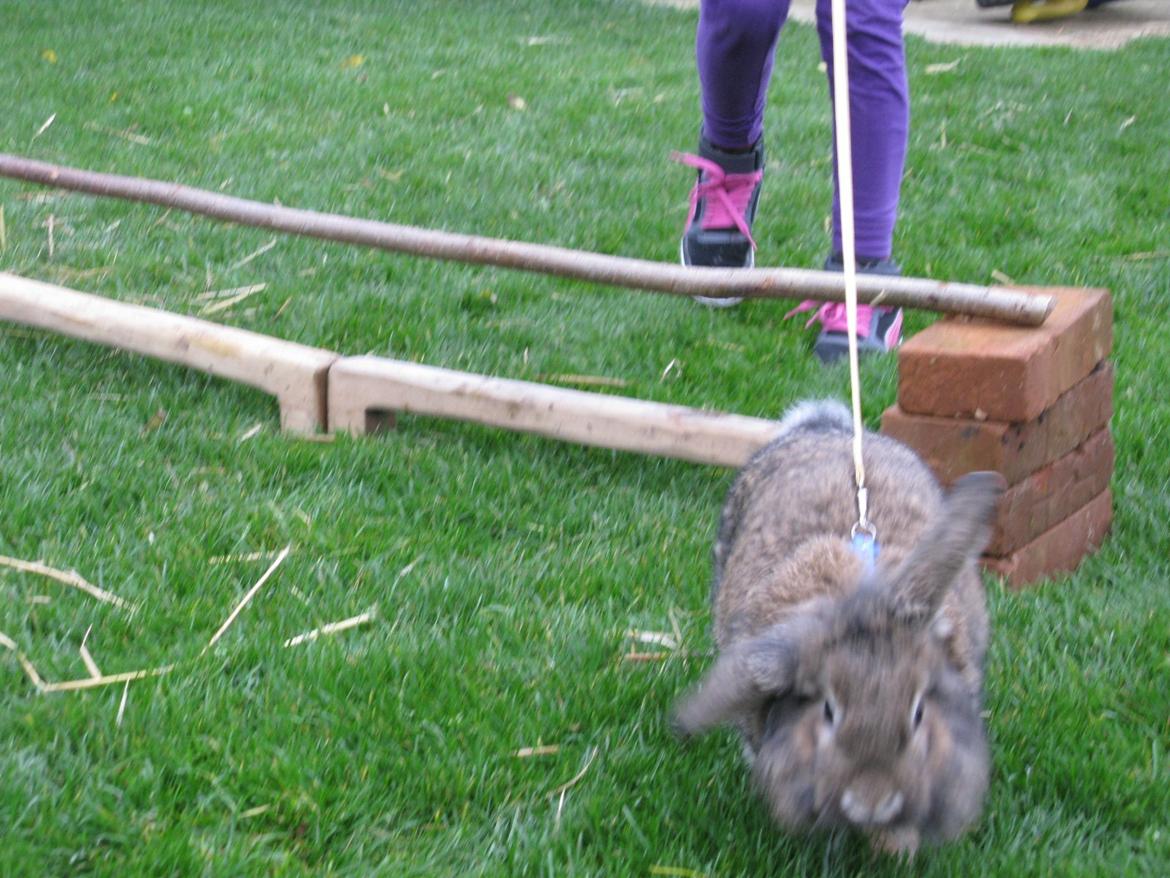 Kanin Avonako (Max) billede 5