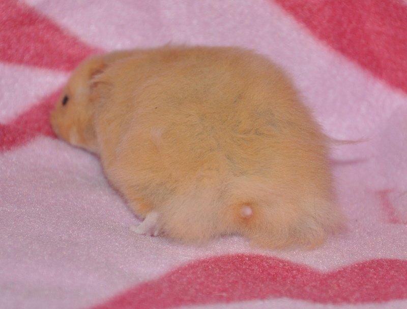 Hamster Lindes Pippi Langstrømpe <3 - Når enden er god, er alting godt <3 billede 17