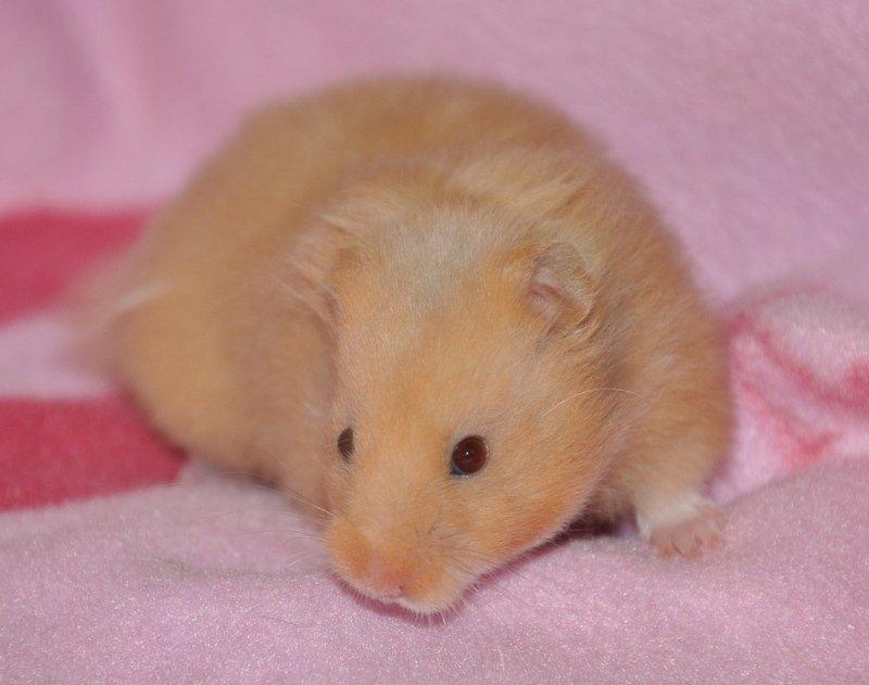 Hamster Lindes Pippi Langstrømpe <3 billede 16