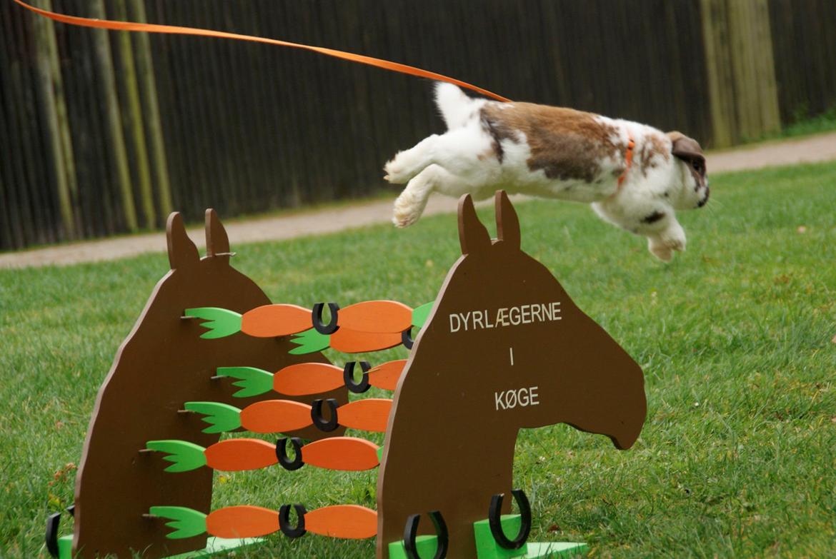 Kanin Hønsehusets Prazo Wabanaki billede 20