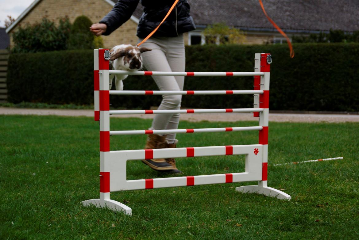 Kanin Hønsehusets Prazo Wabanaki billede 19