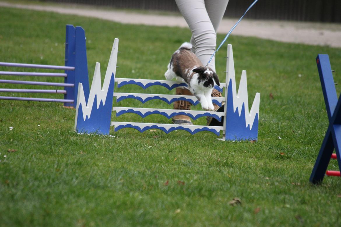 Kanin CAs Arecurius Donn billede 16