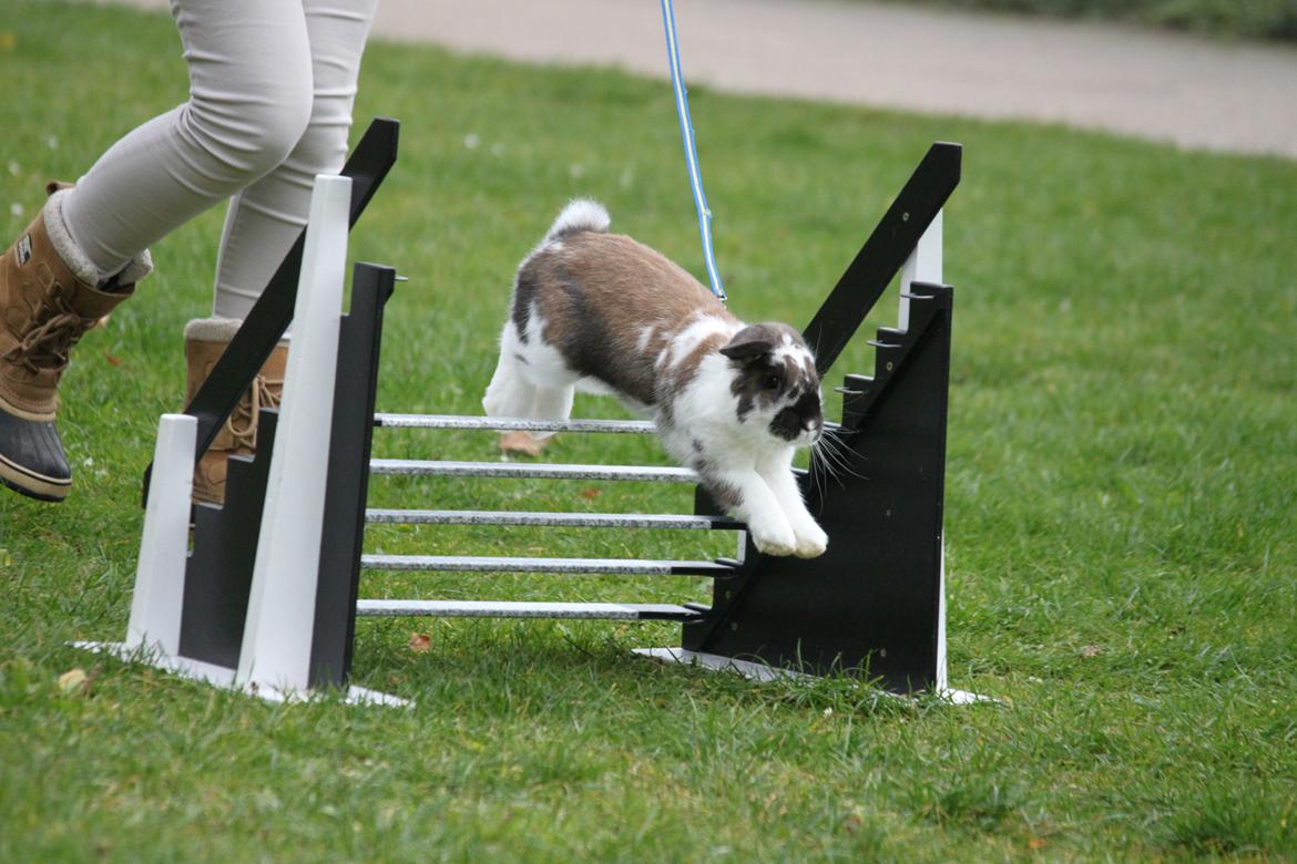 Kanin CAs Arecurius Donn billede 17