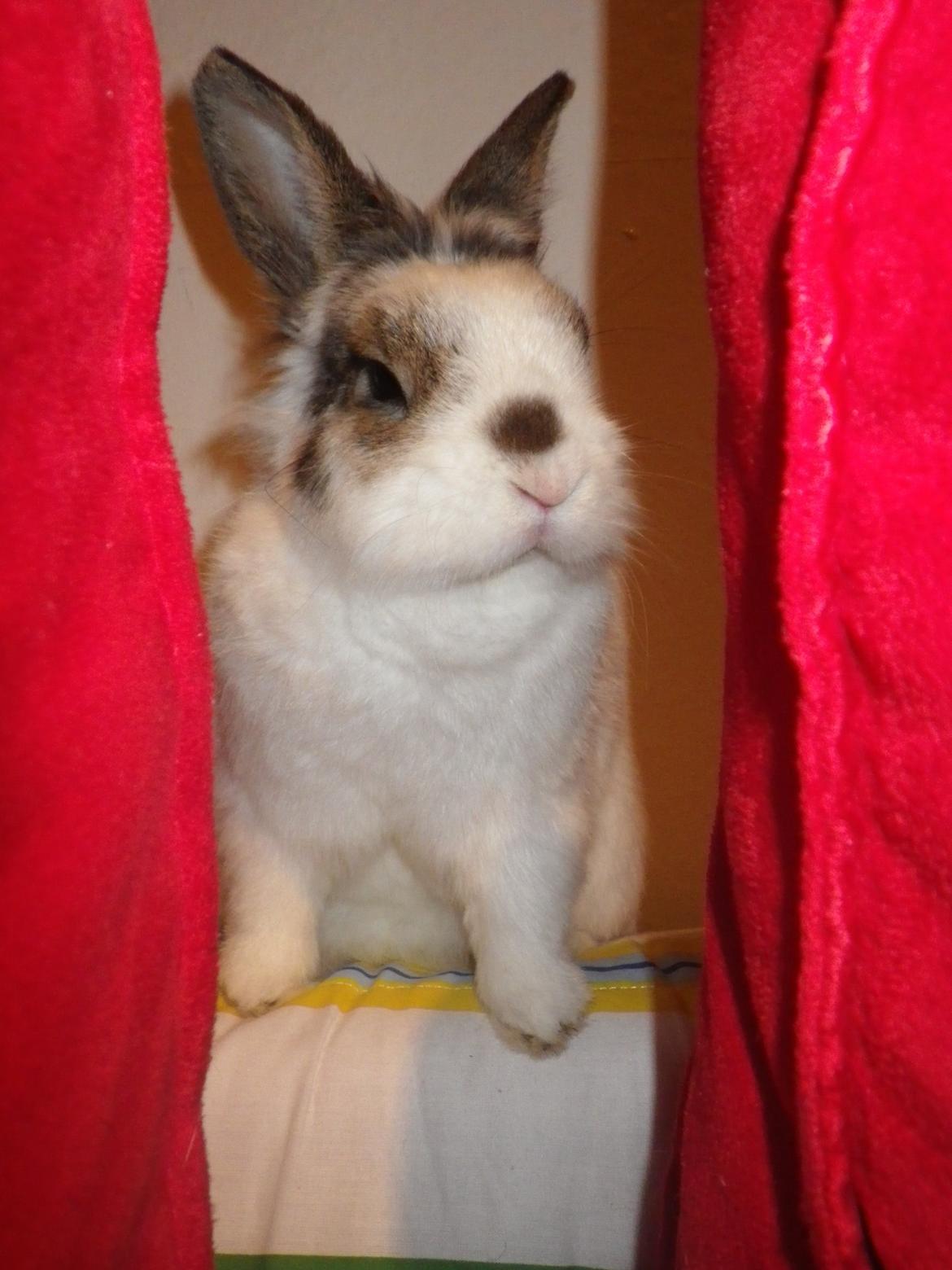 Kanin Wimse billede 9