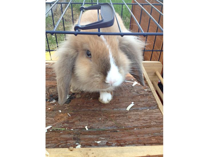 {{currentPhoto.altText}} billede {{currentPhoto.number}}