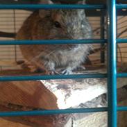 Degu Cirkeline <3