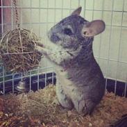 Chinchilla Conrad