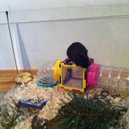 Ørkenrotte Ropperhedes Blackie Rumle