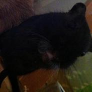 Ørkenrotte Ropperhedes Blackie Rumle