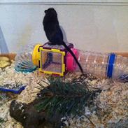 Ørkenrotte Ropperhedes Blackie Rumle