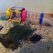 Ørkenrotte Ropperhedes Blackie Rumle