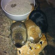 Ørkenrotte Ropperhedes Blackie Rumle