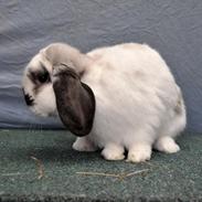 Kanin Stald Rindoms Zarzu