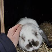 Kanin Stald Rindoms Zarzu