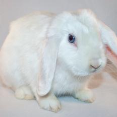 Kanin Hyggehulen's Barbosa