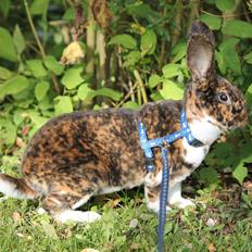 Kanin Geparden (Rex)