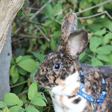 Kanin Geparden (Rex)