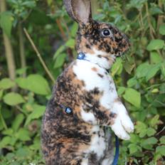 Kanin Geparden (Rex)