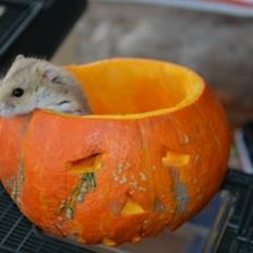 Dværghamster Nightangel's Makalu