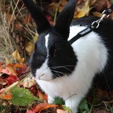 Kanin Northern "Lights" <3