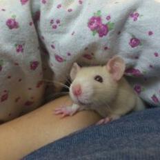 Tamrotte Caffe Latte