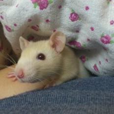 Tamrotte Caffe Latte