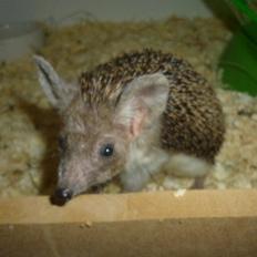 Pindsvin "Egyptisk langøret" | Nova