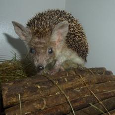 Pindsvin "Egyptisk langøret" | Nova