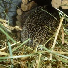 Pindsvin "Egyptisk langøret" | Nova