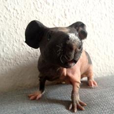 Marsvin Karma´s Afroditte