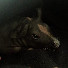 Marsvin Karma´s Afroditte